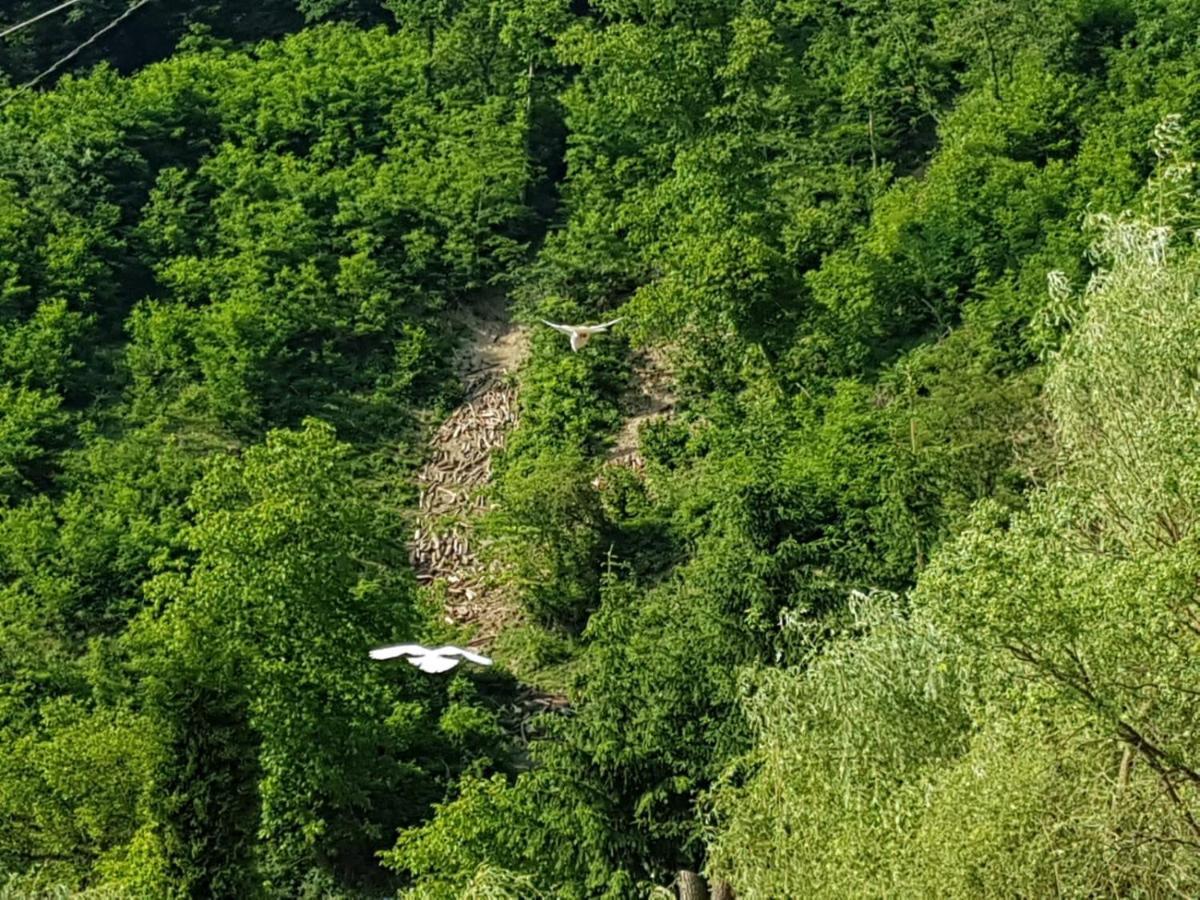 Pensiunea Valea Tonii Strungari Exterior foto